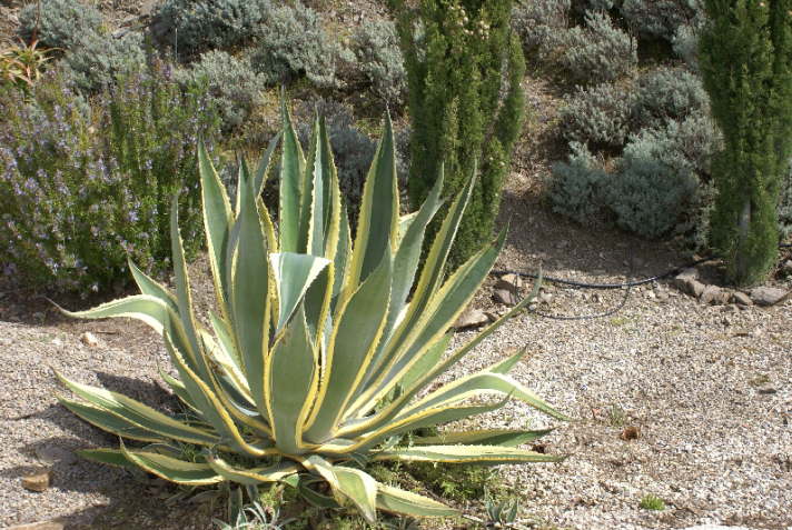 Agave