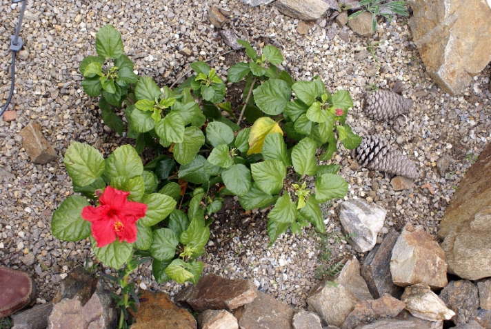 Hibiskus ausgewildert