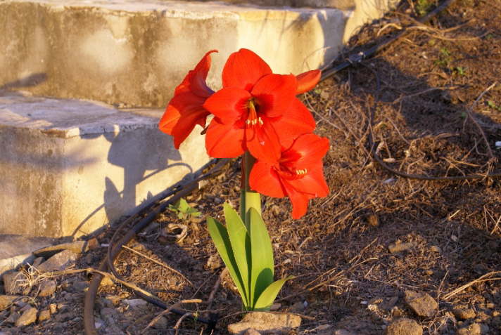 RittersternAmaryllis